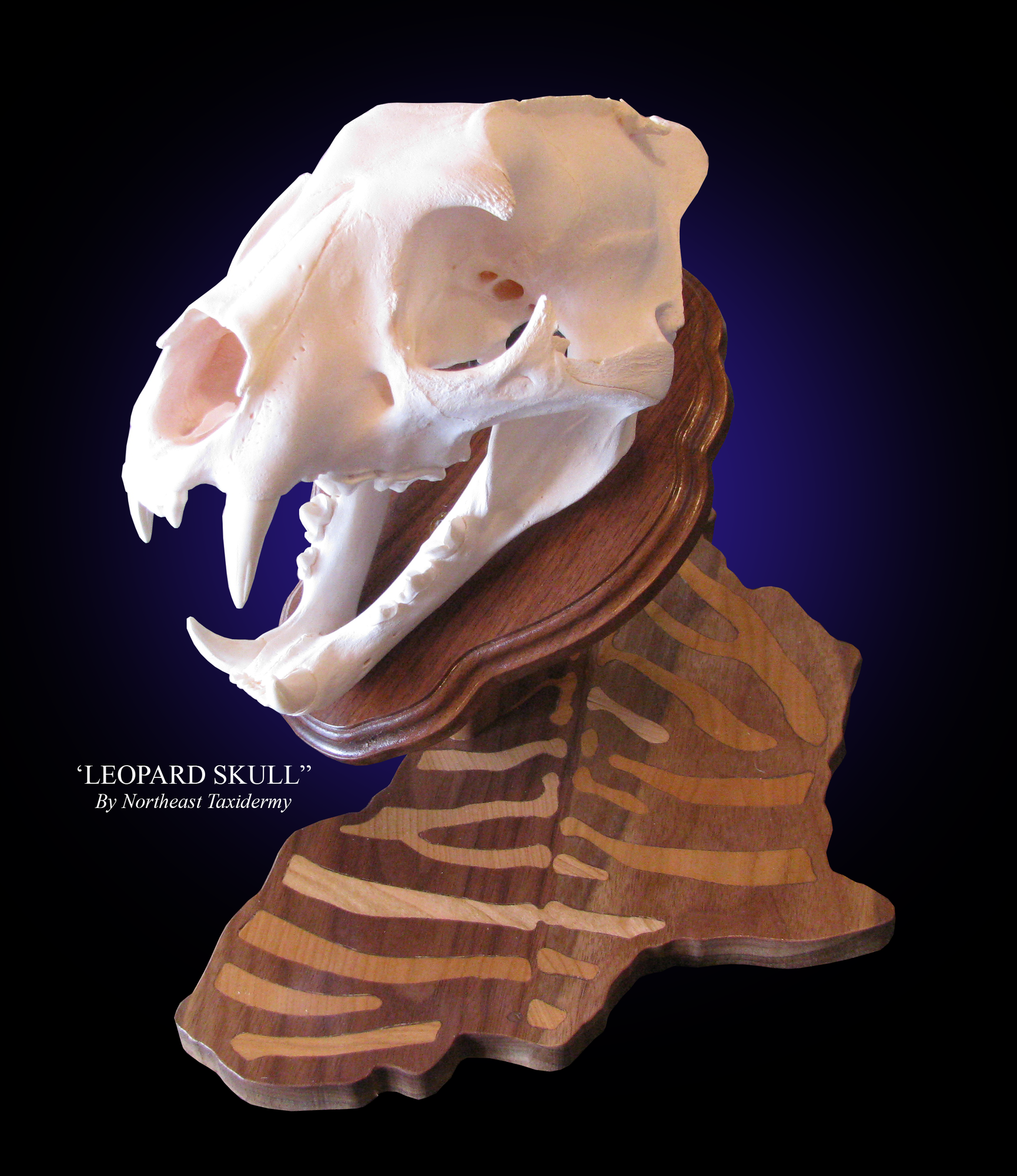 Leopard Taxidermy, Museum Quality Leopard Mounts